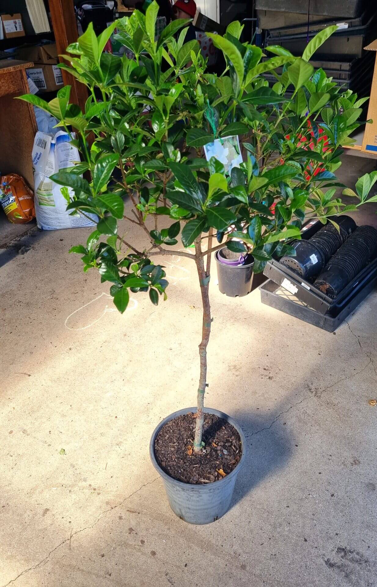 Gardenia 'Magnifica' 3ft Standard 10" Pot - Image 4