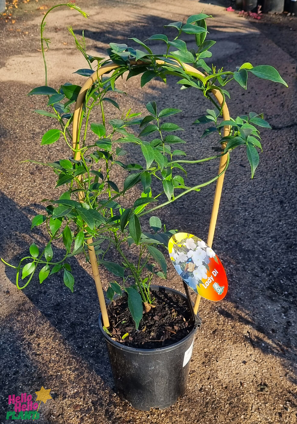 Pandorea 'Lady Di' 8" Pot - Image 3