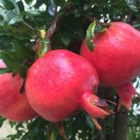 Three ripe Punica 'Rosavaya' pomegranates hang gracefully from a tree branch, encircled by lush green leaves.