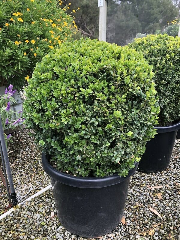 Buxus 'Dutch Box' Topiary Ball 20" Pot - Image 4