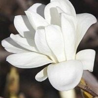 A close-up of the Magnolia 'Pristine' in a 12" pot, showcasing its white layered petals against a blurred dark backdrop.