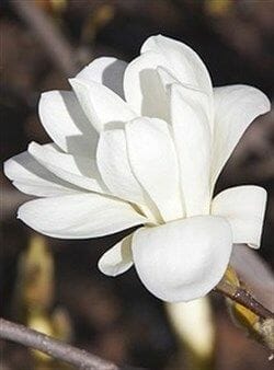 A close-up of the Magnolia 'Pristine' in a 12" pot, showcasing its white layered petals against a blurred dark backdrop.