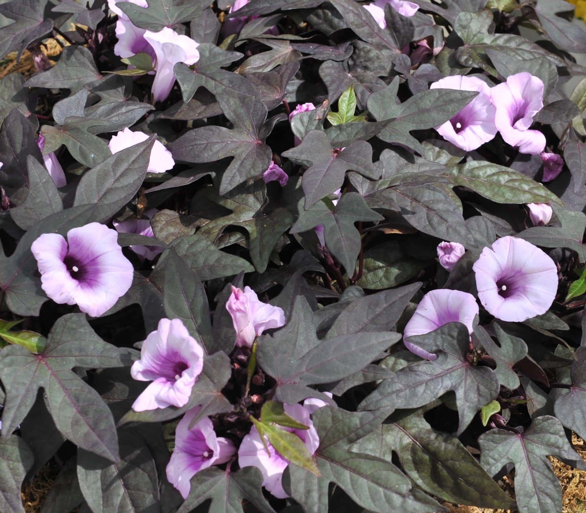 Ipomoea 'Bright Ideas Black' 5" Pot Hanging Basket - Image 2