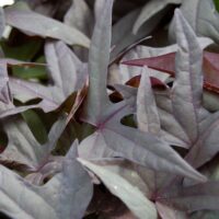 Close-up of Ipomoea 'Bright Ideas Black' in a 5" hanging basket, featuring dark purple sweet potato vine leaves with pointed edges and star-like shapes for a striking display.