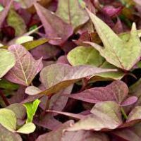The Ipomoea 'Bright Ideas Rusty Red' 5" Pot Hanging Basket features pointed leaves with a beautiful mix of green and purple hues, making it an ideal choice for adding vibrant color to your hanging basket.