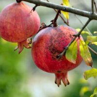 Two ripe fruits of the Punica 'Azerbaijani' Pomegranate in an 8" pot hang elegantly, their vibrant red tones contrasting beautifully with lush green leaves, reminiscent of an Azerbaijani orchard.