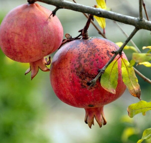 Two ripe fruits of the Punica 'Azerbaijani' Pomegranate in an 8" pot hang elegantly, their vibrant red tones contrasting beautifully with lush green leaves, reminiscent of an Azerbaijani orchard.