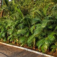 golden cane palm Dypsis lutescens