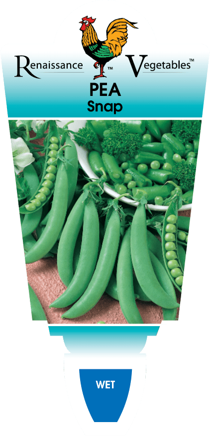 Pisum 'Snap Pea' (Sugar Snap) 4" Pot - Image 2