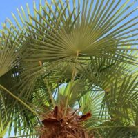 washingtonia cotton palm