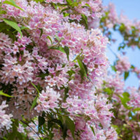 Hello Hello Plants Kolkwitzia 'Beauty Bush'