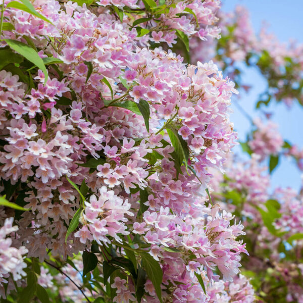 Hello Hello Plants Kolkwitzia 'Beauty Bush'