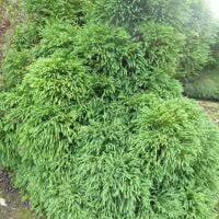 A dense, rounded green bush with long, thin clustered leaves, akin to Cryptomeria 'Pygmaea' Japanese Cedar in an 8" pot.