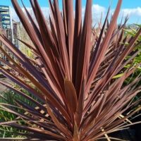 A Cordyline 'Red Star' in a 16" pot stands tall with its spiky, narrow reddish-brown leaves against the blue sky at the garden center.