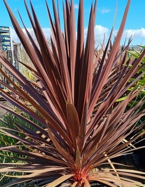 A Cordyline 'Red Star' in a 16" pot stands tall with its spiky, narrow reddish-brown leaves against the blue sky at the garden center.
