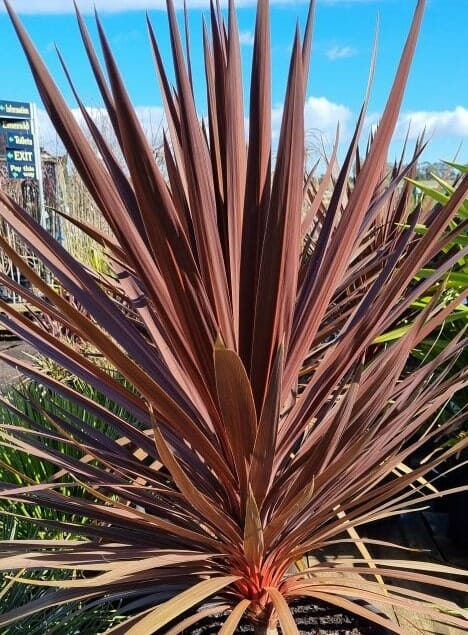 A Cordyline 'Red Star' in a 16" pot stands tall with its spiky, narrow reddish-brown leaves against the blue sky at the garden center.