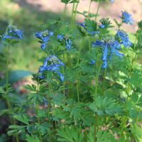 Corydalis 'Porcelain Blue' features tall green stems, divided leaves, and clusters of small blue flowers, flourishing outdoors in sunlight.