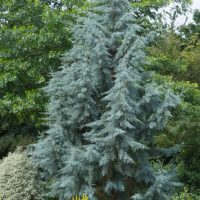 The Cupressus arizonica 'Arizona Cypress' in an 8" pot features tall, narrow growth and striking blue-green needle-like foliage, standing out among green and yellow garden plants.