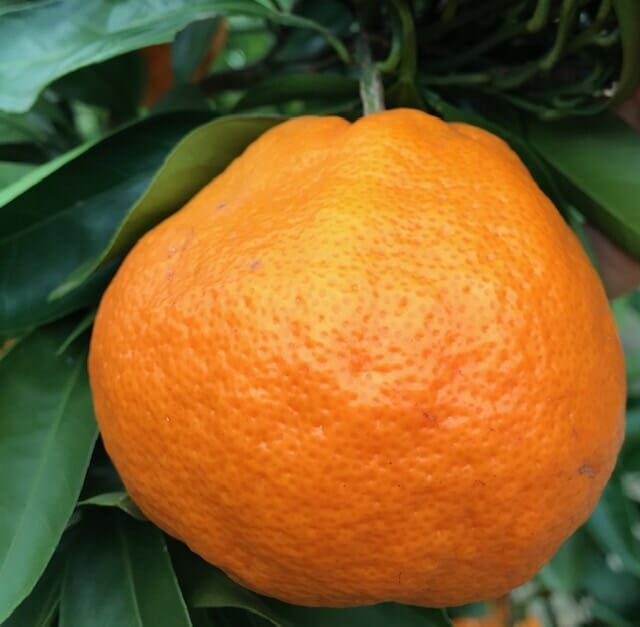 Citrus Mandarin 'Japanese Seedless' Espaliered 16" Pot - Image 3