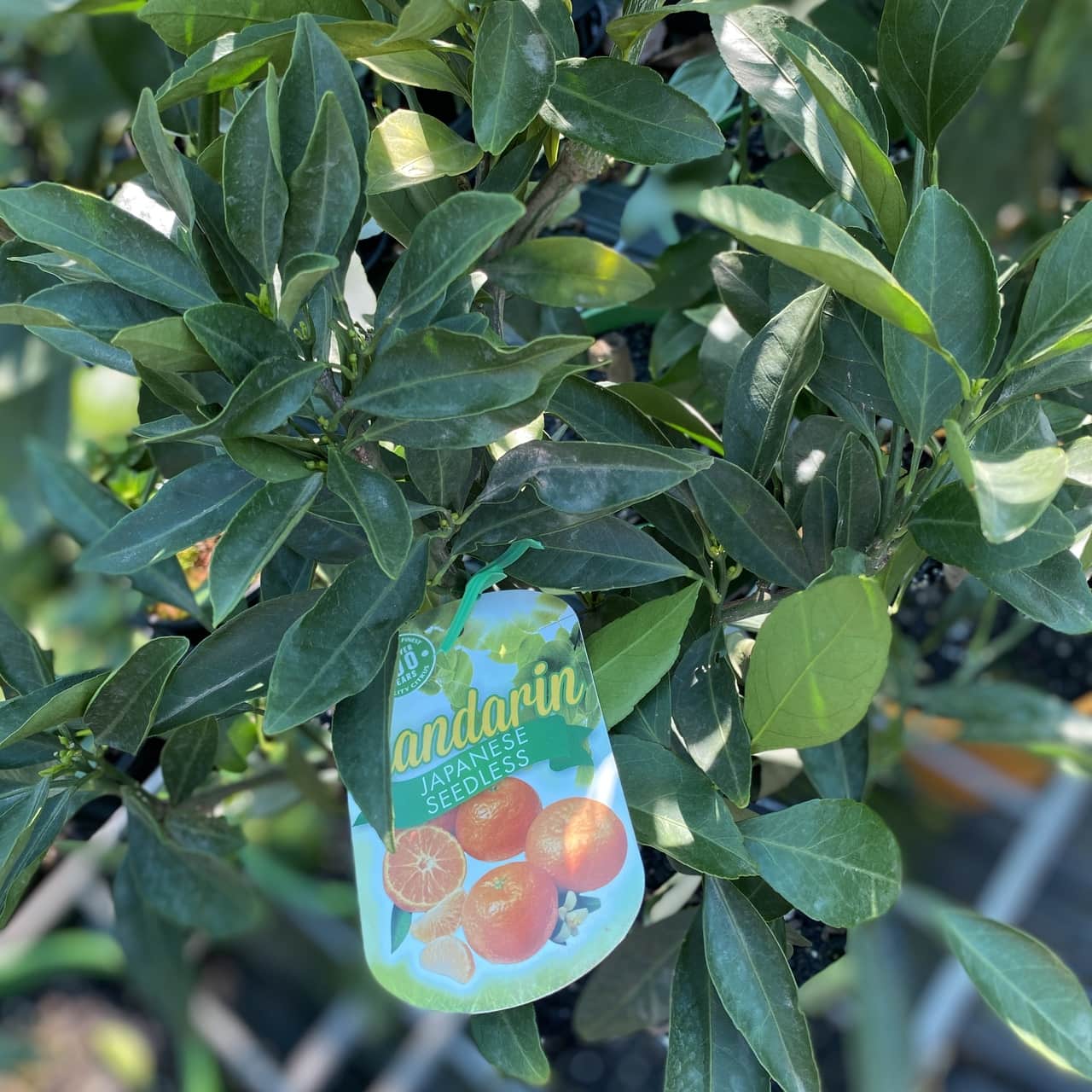 Citrus Mandarin 'Japanese Seedless' Espaliered 16" Pot - Image 4