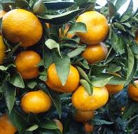 Citrus Mandarin 'Japanese Seedless' in an 8" pot showcases vibrant mandarins with leafy branches.