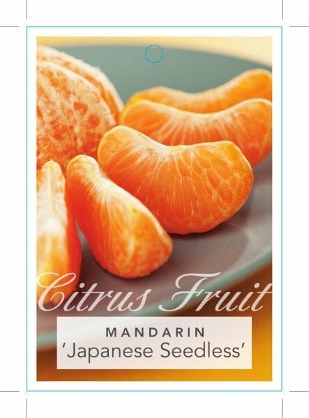 Citrus Mandarin 'Japanese Seedless' Espaliered 16" Pot - Image 2