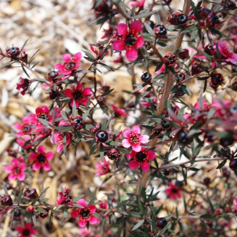 Leptospermum 'Dwarf Tea Tree Burgundy' - Image 2
