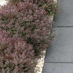 Leptospermum 'Dwarf Tea Tree Burgundy' - Image 3