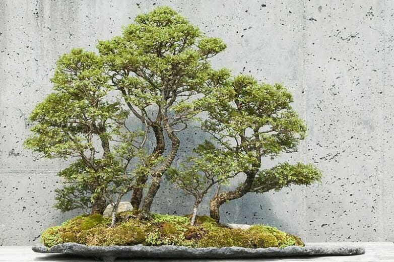Ulmus 'Chinese Elm' (Bonsai Starter) 8" Pot - Image 5
