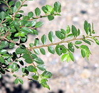 An Ulmus 'Seiju' Chinese Elm in an 8" pot, with its small green leaves, stands out against a blurred gray backdrop, showcasing its delicate beauty.