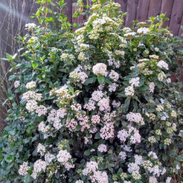The Viburnum burkwoodii 'Anne Russell' in an 8" pot thrives with its dense green leaves and clusters of small white flowers, set beautifully against a wooden fence backdrop.