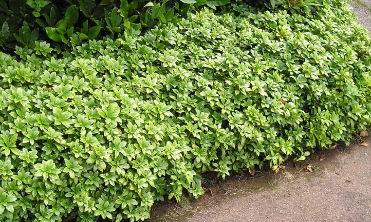 Pachysandra terminalis 'Japanese Spurge' - Image 2