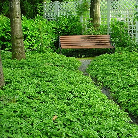 Pachysandra terminalis 'Japanese Spurge' - Image 3
