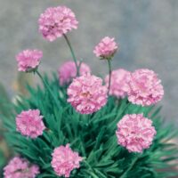 Armeria 'Petite Pink' Sea Thrift in a 6" pot showcases lovely pink flower clusters on tall stems, elegantly framed by green, grass-like leaves.