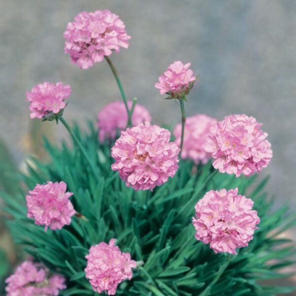 Armeria 'Petite Pink' Sea Thrift in a 6" pot showcases lovely pink flower clusters on tall stems, elegantly framed by green, grass-like leaves.