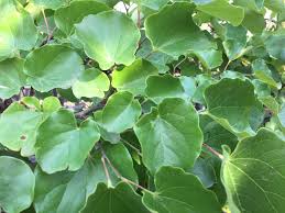 Cercis 'Oklahoma' Redbud - Image 2