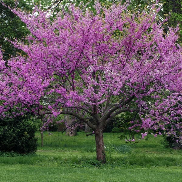 Cercis 'Oklahoma' Redbud - Image 3