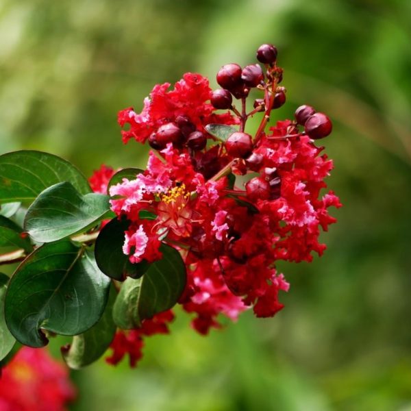 A close up of a Lagerstroemia 'Enduring Summer Red' Crepe Myrtle flower with green leaves.
