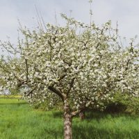 A Malus 'Gorgeous' Crab Apple (Field Dug Extra Large) tree in full bloom stands in a grassy field under a cloudy sky.