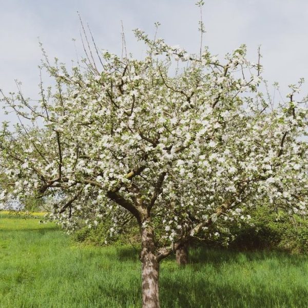 A Malus 'Gorgeous' Crab Apple (Field Dug Extra Large) tree in full bloom stands in a grassy field under a cloudy sky.