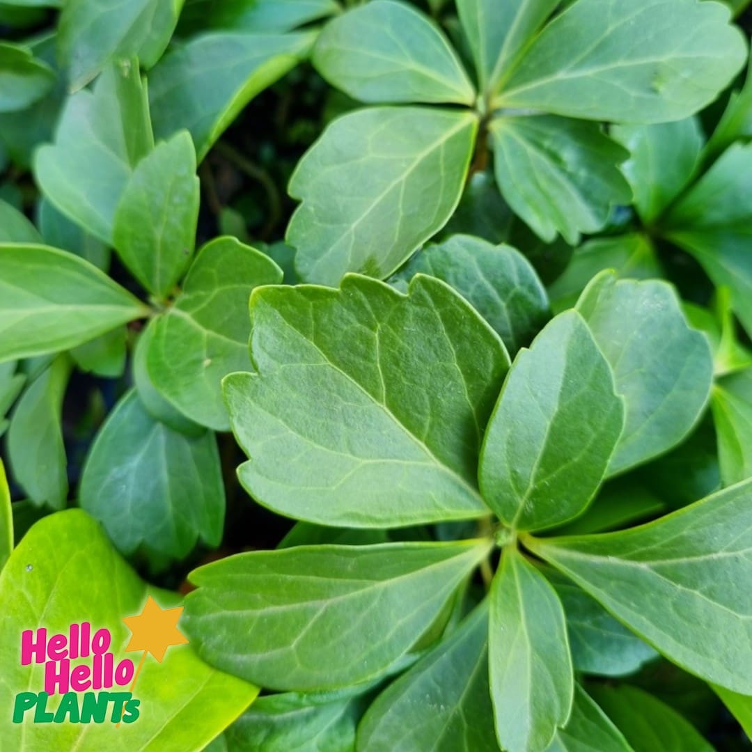 Pachysandra terminalis 'Japanese Spurge' - Image 4