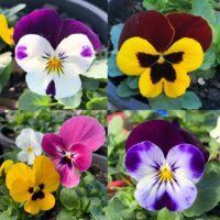 Viola Annual 4" Pot