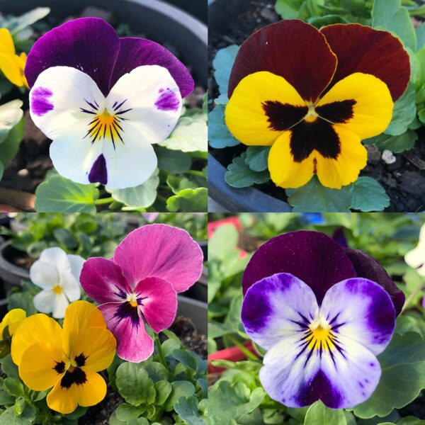 Viola Annual 7" Pot