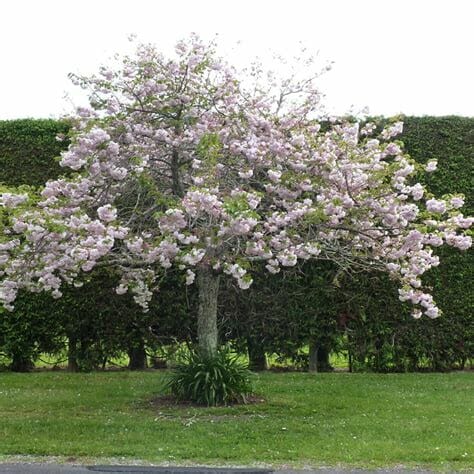 Shimidsu Sakura Tree