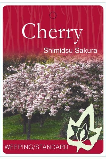 Prunus 'Shimidsu Sakura' Japanese Cherry - Image 3
