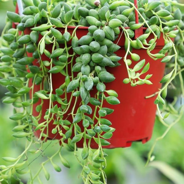 A 13" pot featuring a cascading succulent plant with fleshy, green teardrop-shaped leaves, named Olea 'Manzanillo' Olive, standing at 4 feet in height.