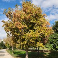 acer negundo sensation maple box elder maple tree advanced with autumn foliage green yellow orange leaves