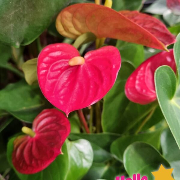 anthurium red flower