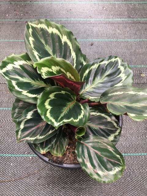Calathea roseopicta 'Medallion' 8" Pot - Image 2