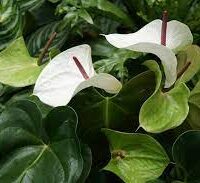 The Anthurium 'White Heart' in a 6" pot showcases two white flowers with dark red spadices, nestled among vibrant green leaves for a striking display.